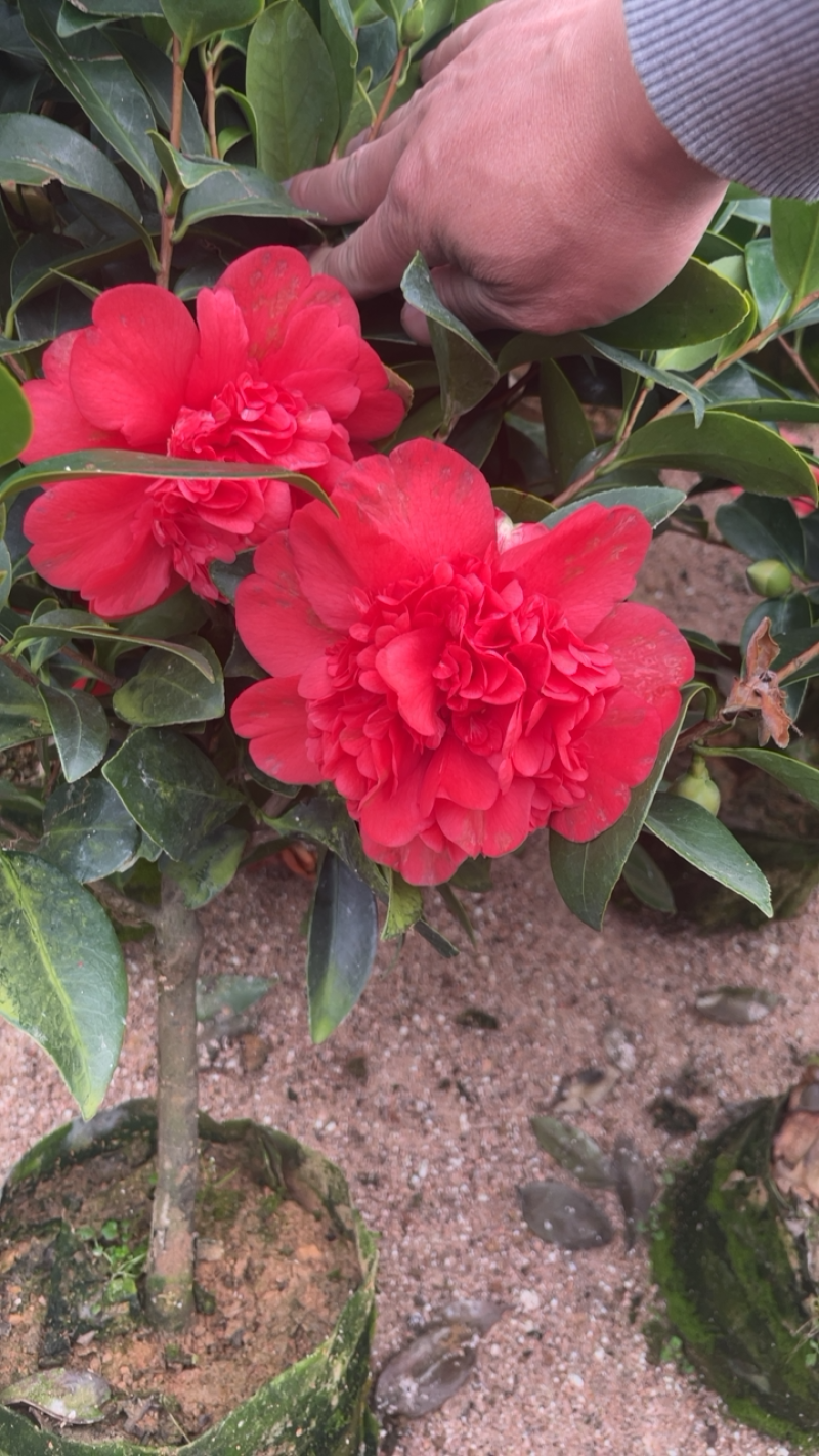 私家茶花，夏日七心