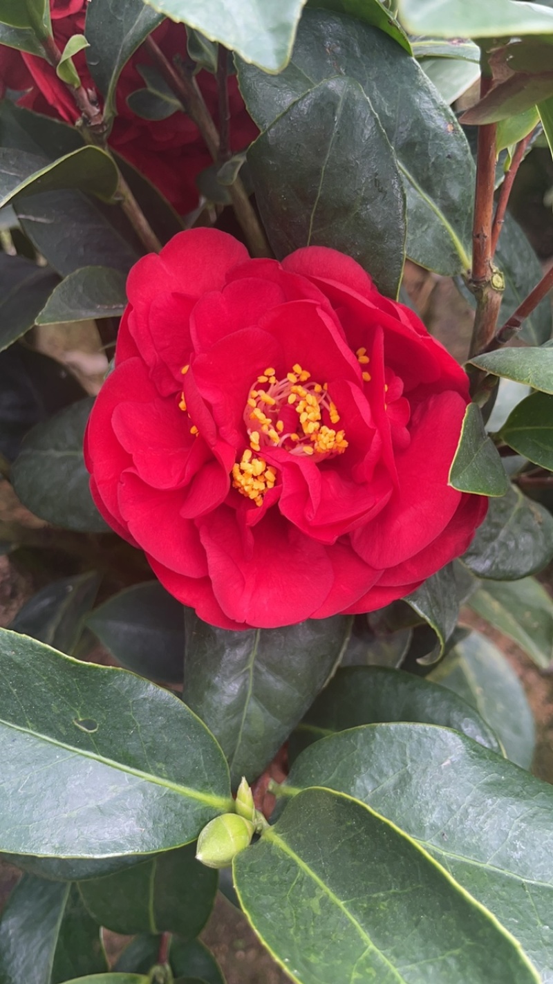 私家茶花，夏日七心