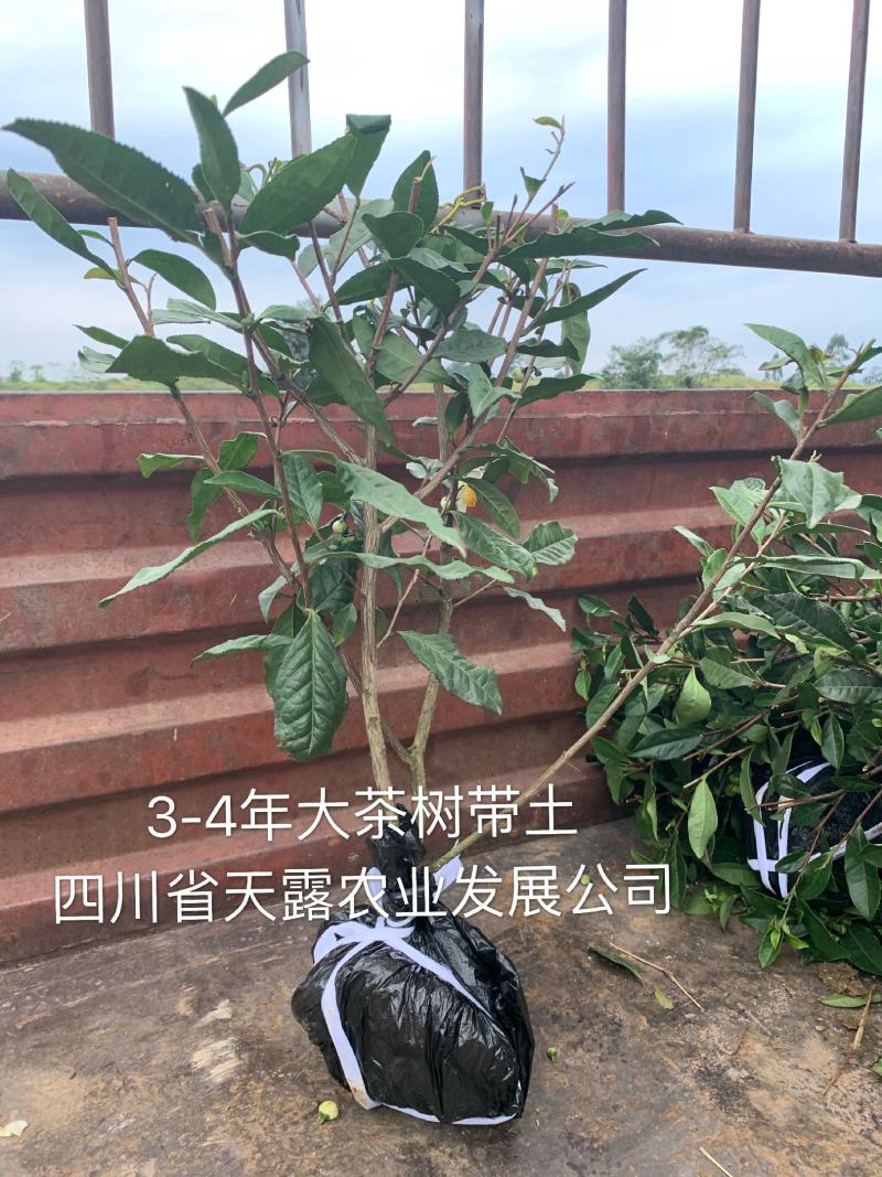 【推荐】四川茶叶苗湖北茶叶苗湖南茶叶种苗绿茶苗