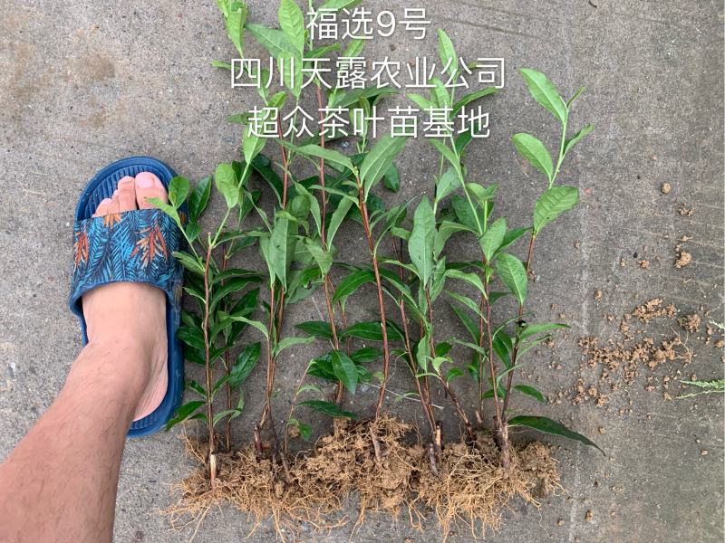 【推荐】四川茶叶苗湖北茶叶苗湖南茶叶种苗绿茶苗