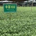 【推荐】四川茶叶苗湖北茶叶苗湖南茶叶种苗绿茶苗