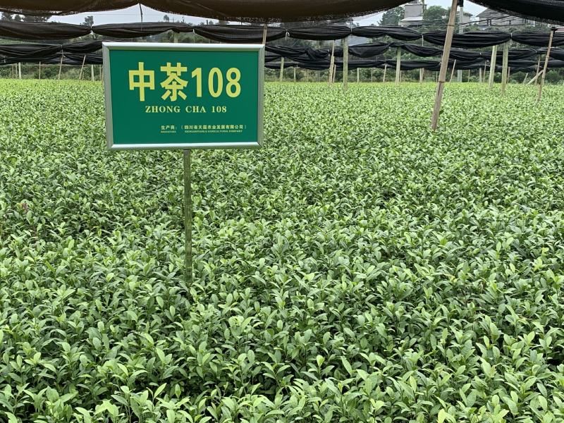 【推荐】四川茶叶苗湖北茶叶苗湖南茶叶种苗绿茶苗