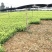 【推荐】四川茶叶苗湖北茶叶苗湖南茶叶种苗绿茶苗