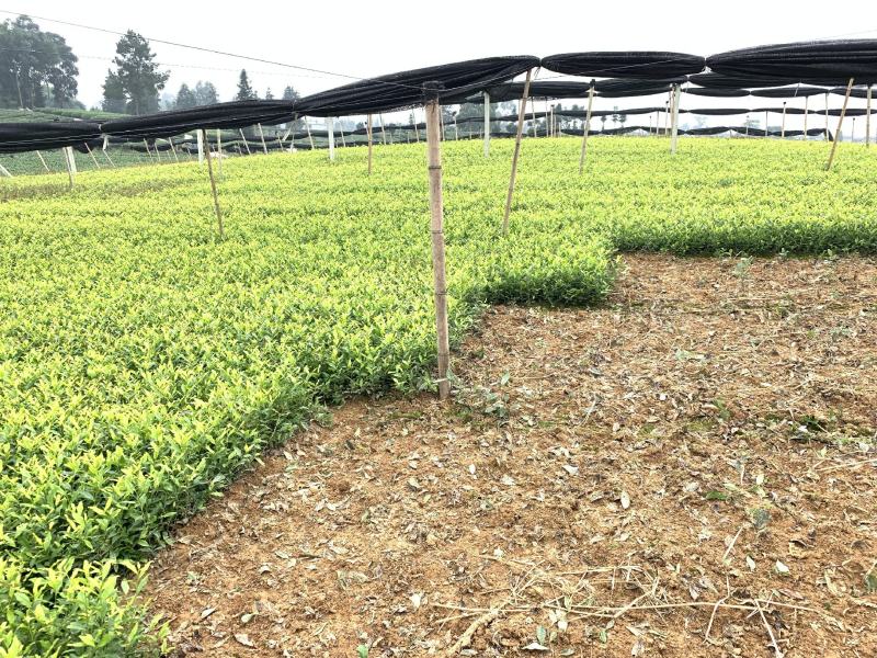 【推荐】四川茶叶苗湖北茶叶苗湖南茶叶种苗绿茶苗