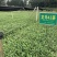 【推荐】四川茶叶苗湖北茶叶苗湖南茶叶种苗绿茶苗