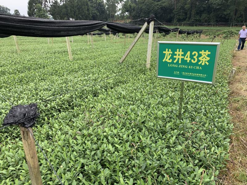 【推荐】四川茶叶苗湖北茶叶苗湖南茶叶种苗绿茶苗