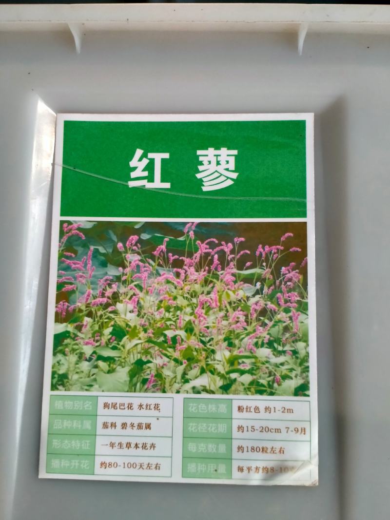 红蓼种子东北红草种子中草药植物东方蓼籽大红蓼新奇观赏花卉
