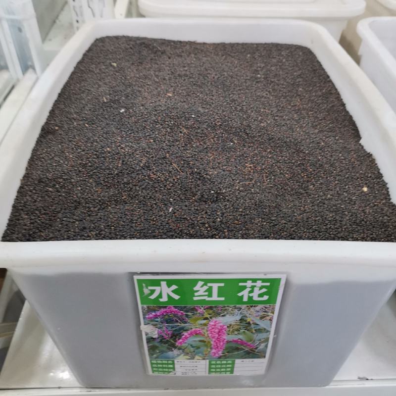 红蓼种子东北红草种子中草药植物东方蓼籽大红蓼新奇观赏花卉