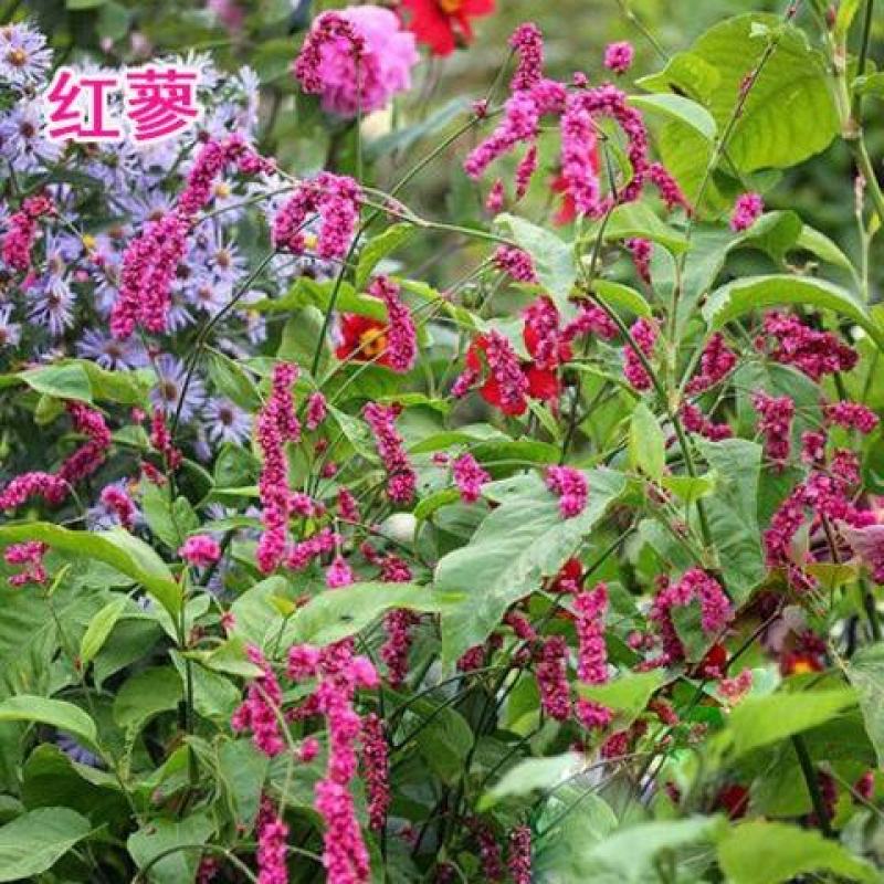 红蓼种子东北红草种子中草药植物东方蓼籽大红蓼新奇观赏花卉