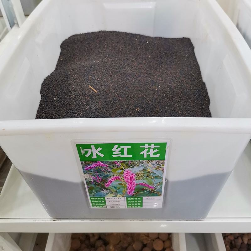 红蓼种子东北红草种子中草药植物东方蓼籽大红蓼新奇观赏花卉
