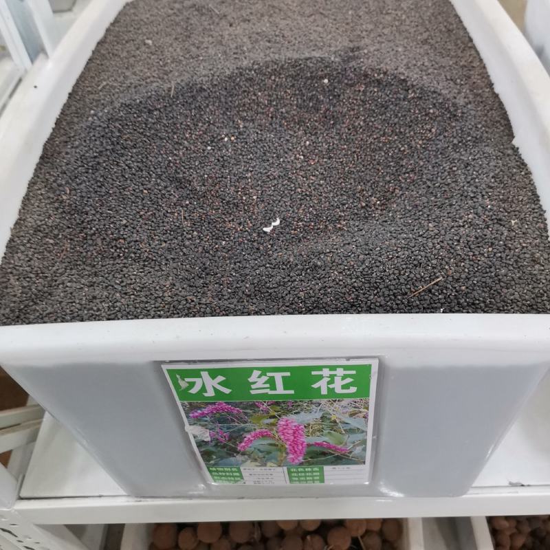 红蓼种子东北红草种子中草药植物东方蓼籽大红蓼新奇观赏花卉