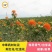 草红花种子籽散装优质中药材红花籽苗春季秋季盆栽庭院春夏种