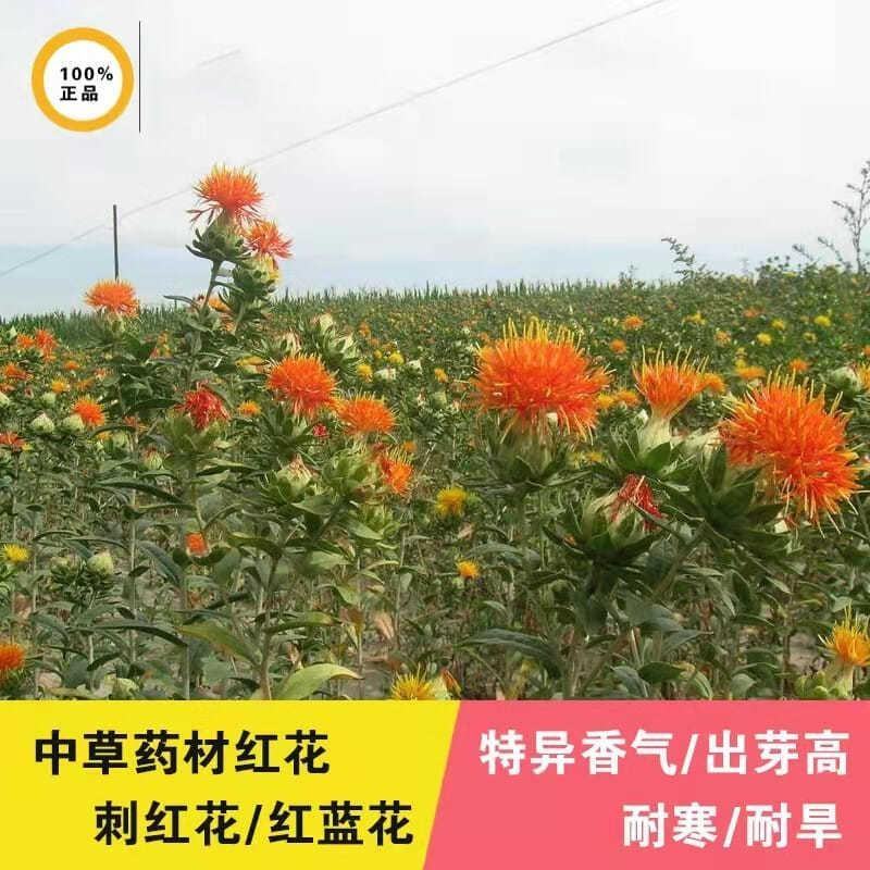 草红花种子籽散装优质中药材红花籽苗春季秋季盆栽庭院春夏种