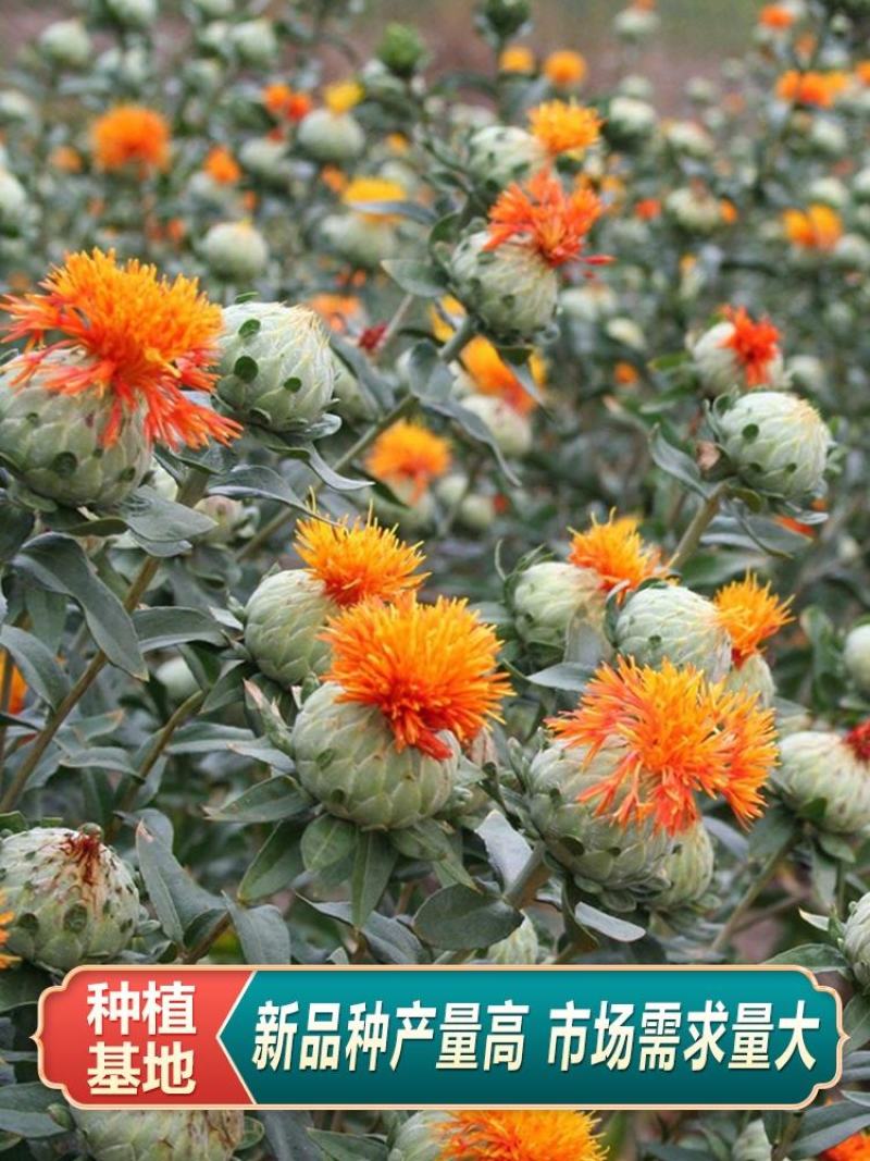草红花种子籽散装优质中药材红花籽苗春季秋季盆栽庭院春夏种