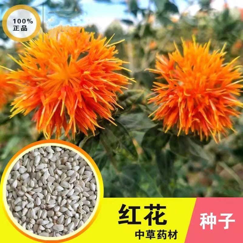 草红花种子籽散装优质中药材红花籽苗春季秋季盆栽庭院春夏种