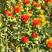 草红花种子籽散装优质中药材红花籽苗春季秋季盆栽庭院春夏种