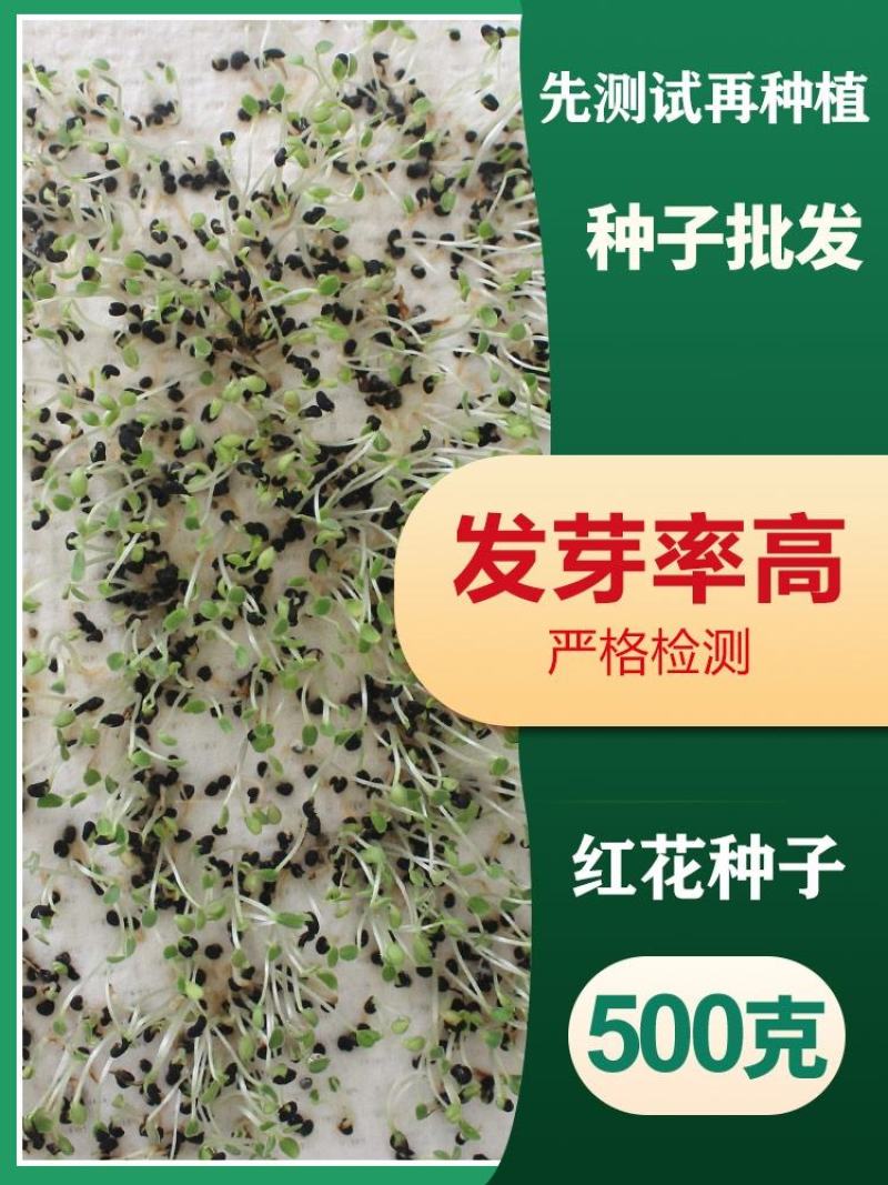 草红花种子籽散装优质中药材红花籽苗春季秋季盆栽庭院春夏种