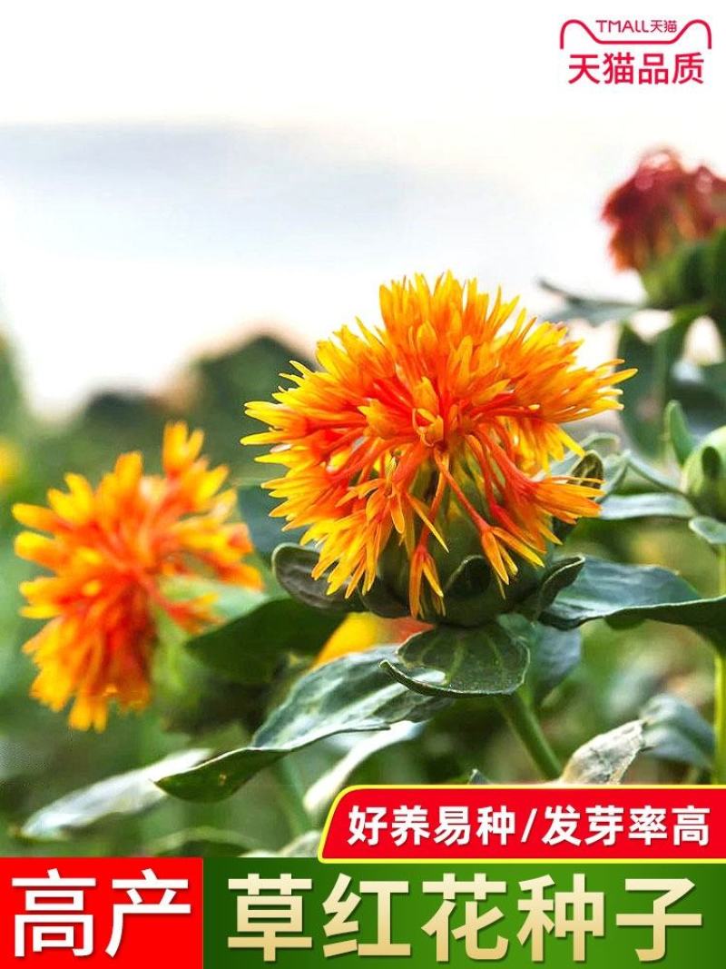 草红花种子籽散装优质中药材红花籽苗春季秋季盆栽庭院春夏种