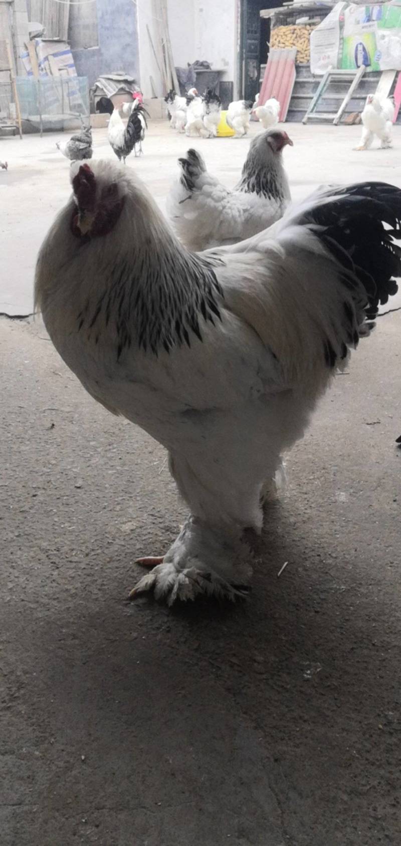 巨无霸婆罗门观赏鸡黑白花婆罗门鸡养殖种鸡