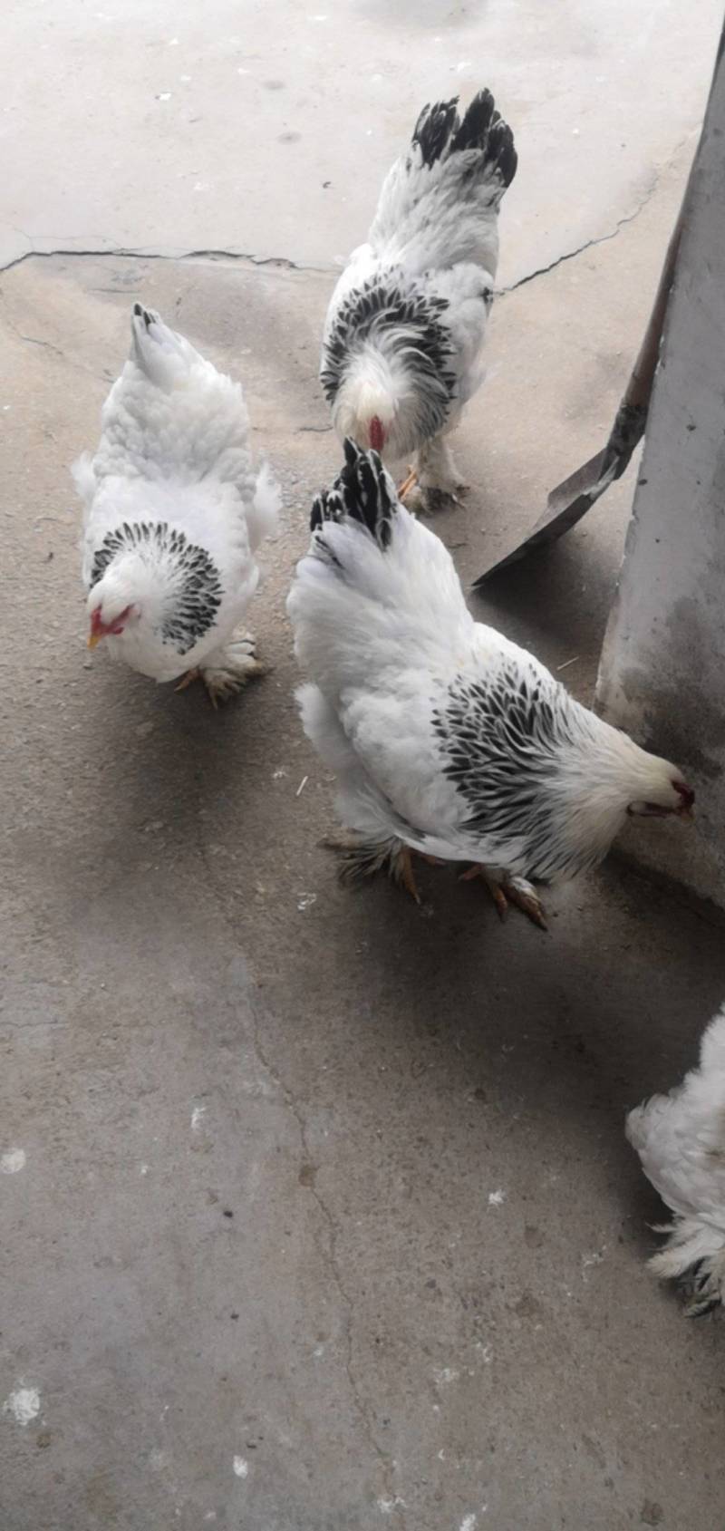 巨无霸婆罗门观赏鸡黑白花婆罗门鸡养殖种鸡