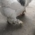 巨无霸婆罗门观赏鸡黑白花婆罗门鸡养殖种鸡