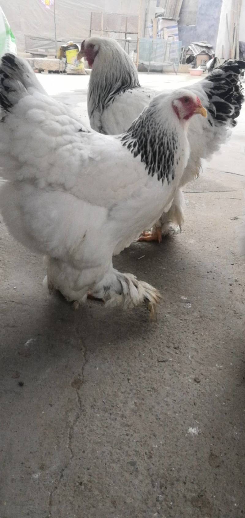 巨无霸婆罗门观赏鸡黑白花婆罗门鸡养殖种鸡