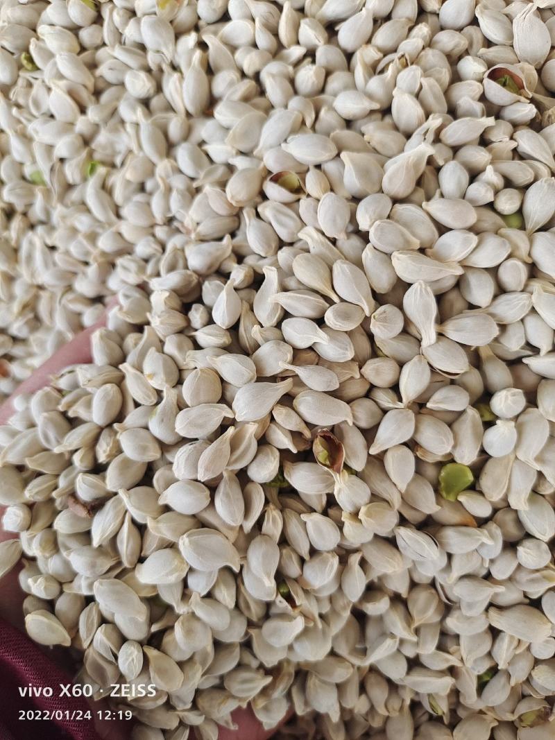 橘核～足干货～质量保证～货源充足～量大从优