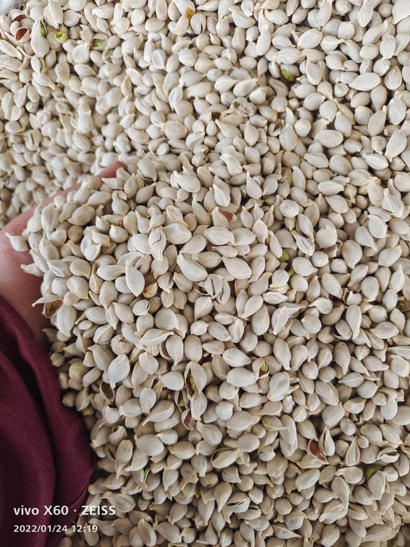 橘核～足干货～质量保证～货源充足～量大从优