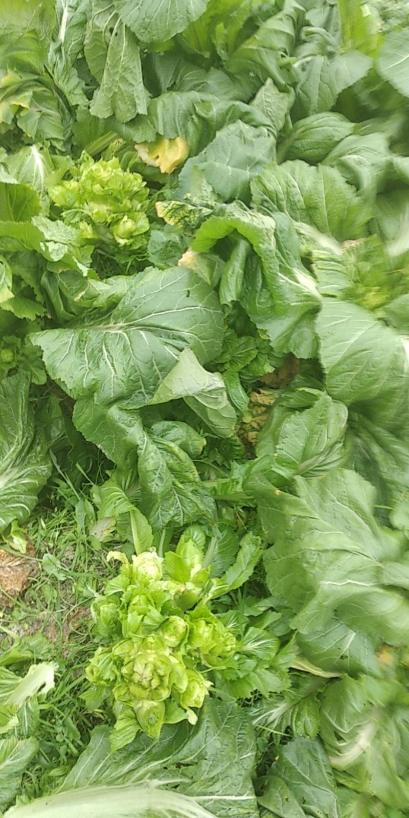 精品儿菜，大量上市，欢迎来电