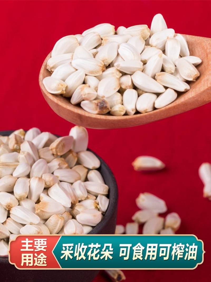 草红花种子籽散装优质中药材红花籽苗春季秋季盆栽庭院春夏种