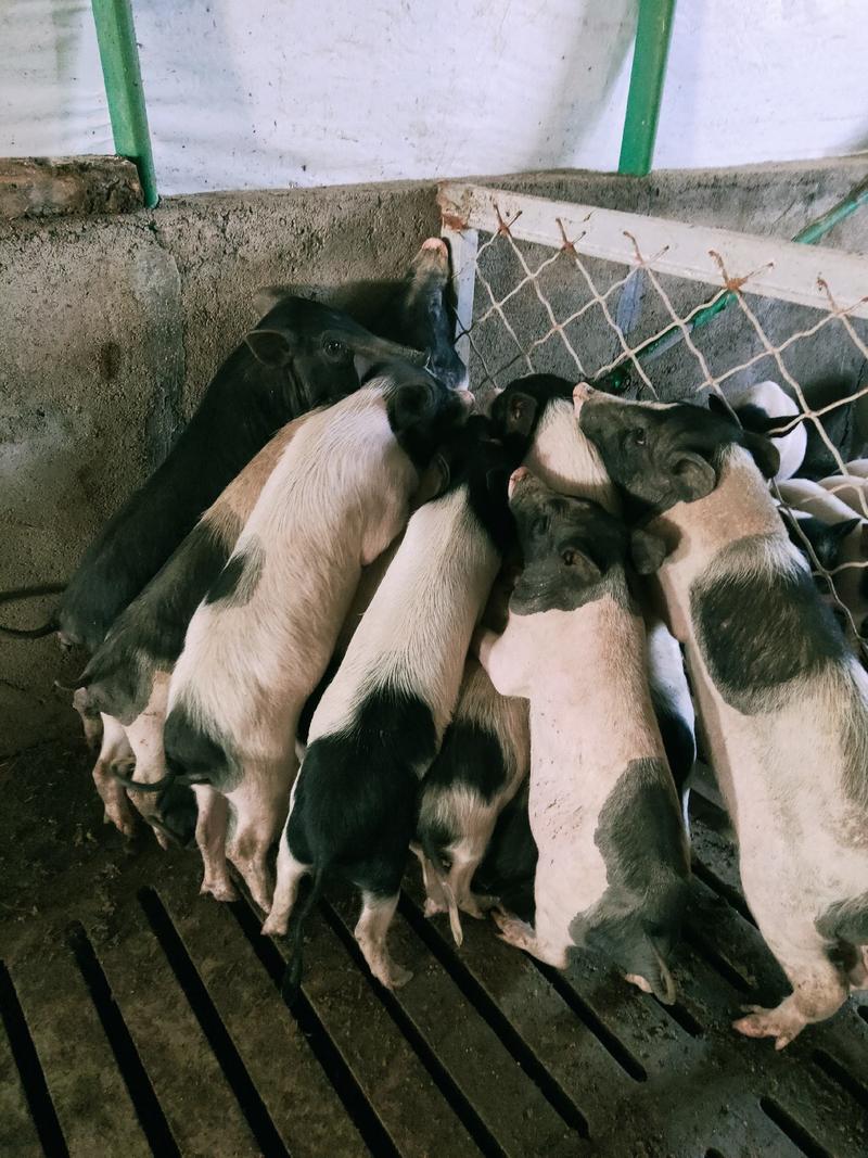 巴马香猪藏香猪种苗批发零售怀孕母猪商品猪质量保证全国发货