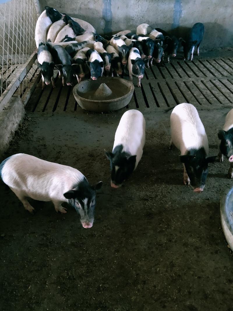 巴马香猪藏香猪种苗批发零售怀孕母猪商品猪质量保证全国发货
