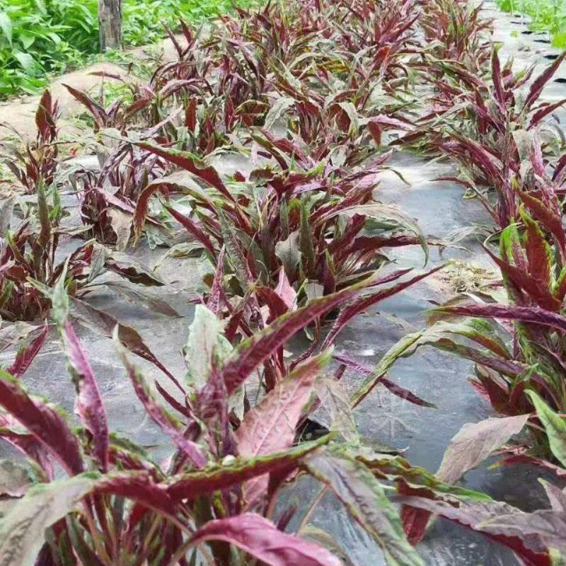 红柳叶苋菜，叶鲜红色耐肥抗病生长较快产量高。