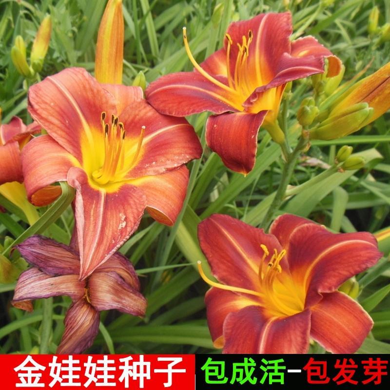 大花萱草种子金娃娃花种四季开花易活室外农庄户外道路多年生