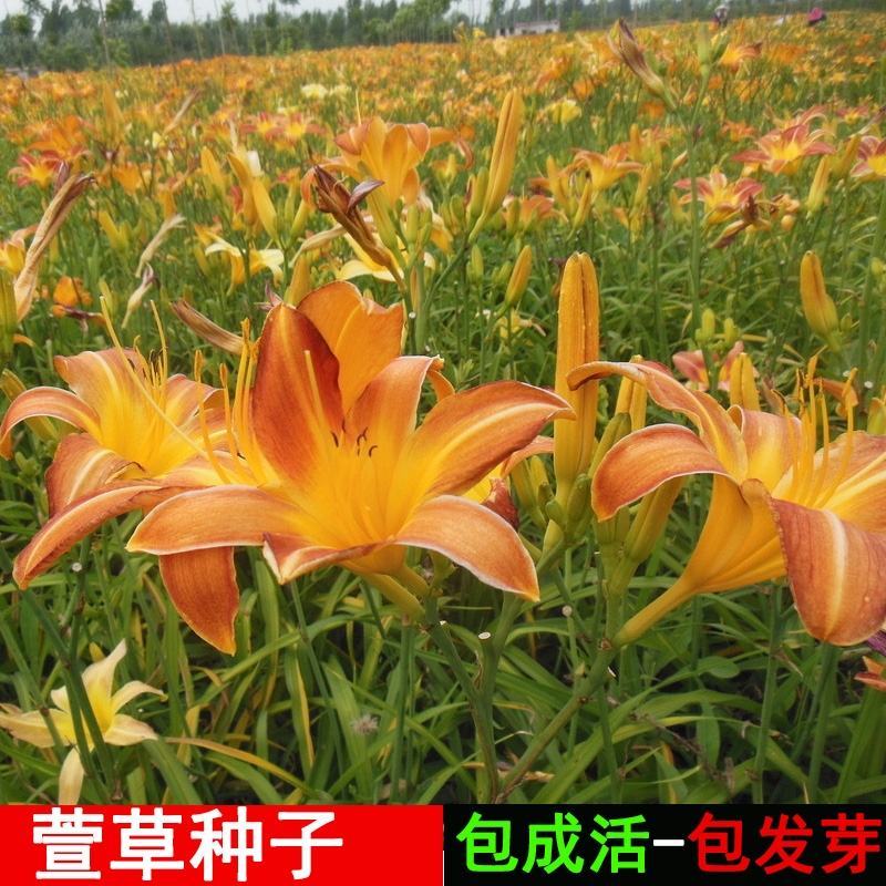 大花萱草种子金娃娃花种四季开花易活室外农庄户外道路多年生