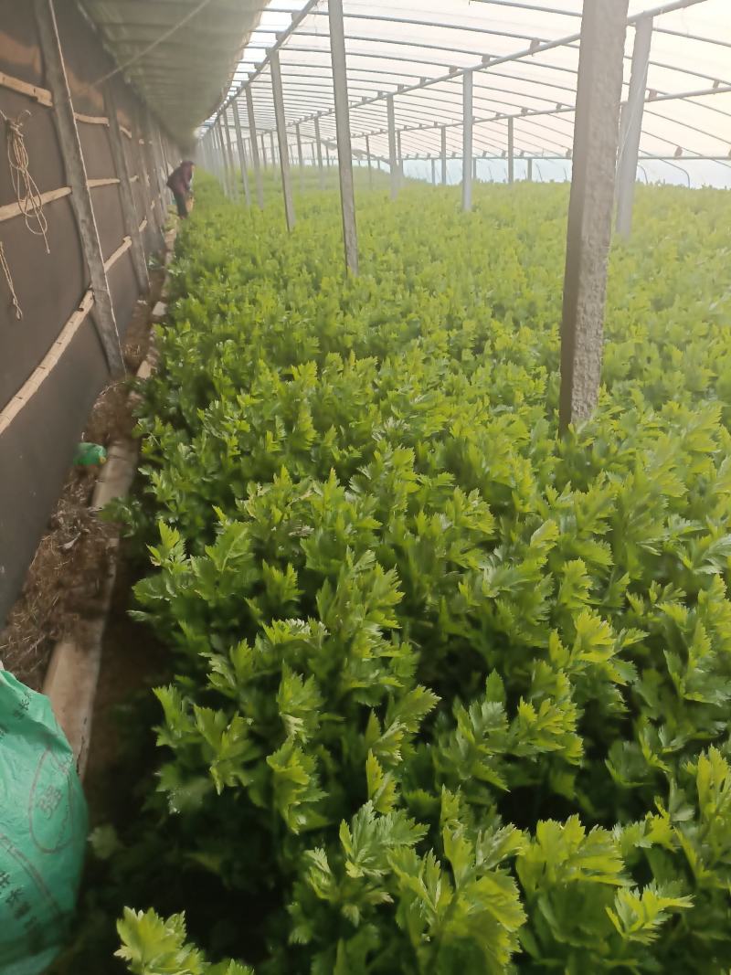推荐昌黎产地直供精品西芹优质芹菜质量保障