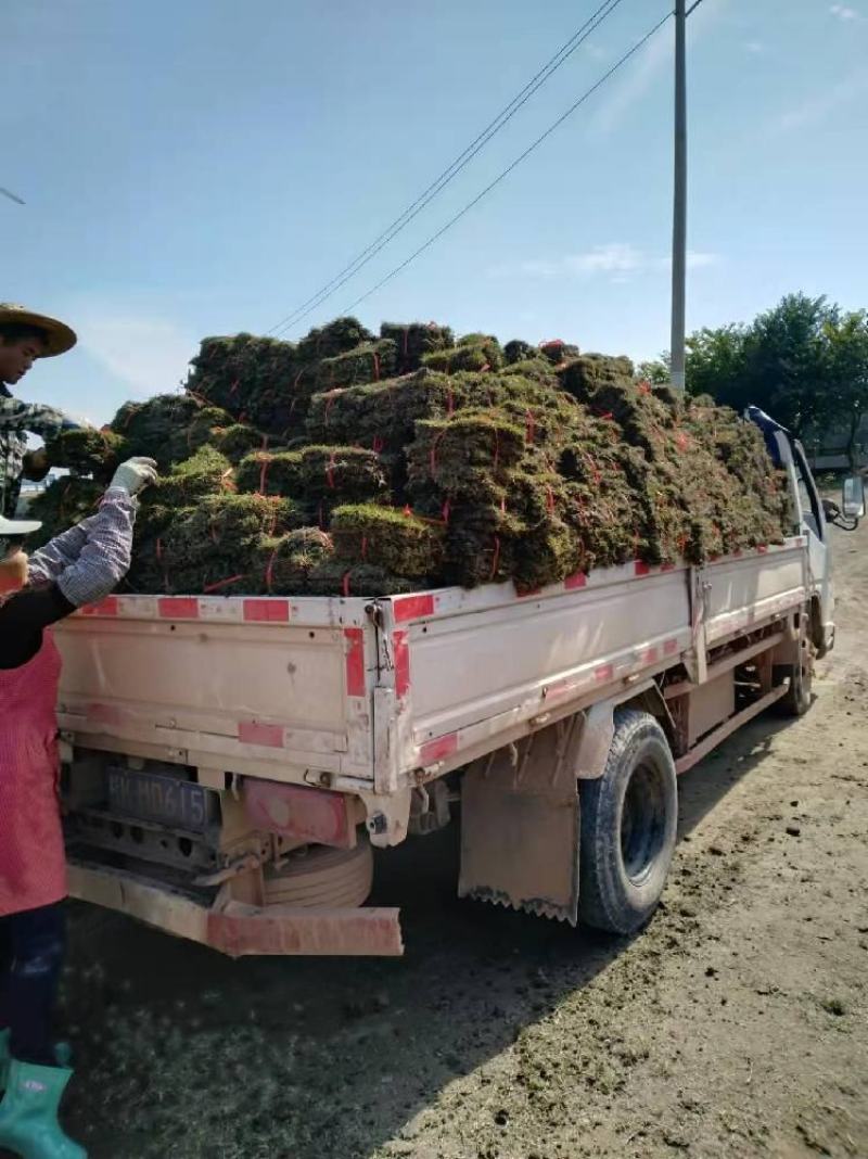 沁园春精品马尼拉草皮草卷基地直销品质保证量大从优