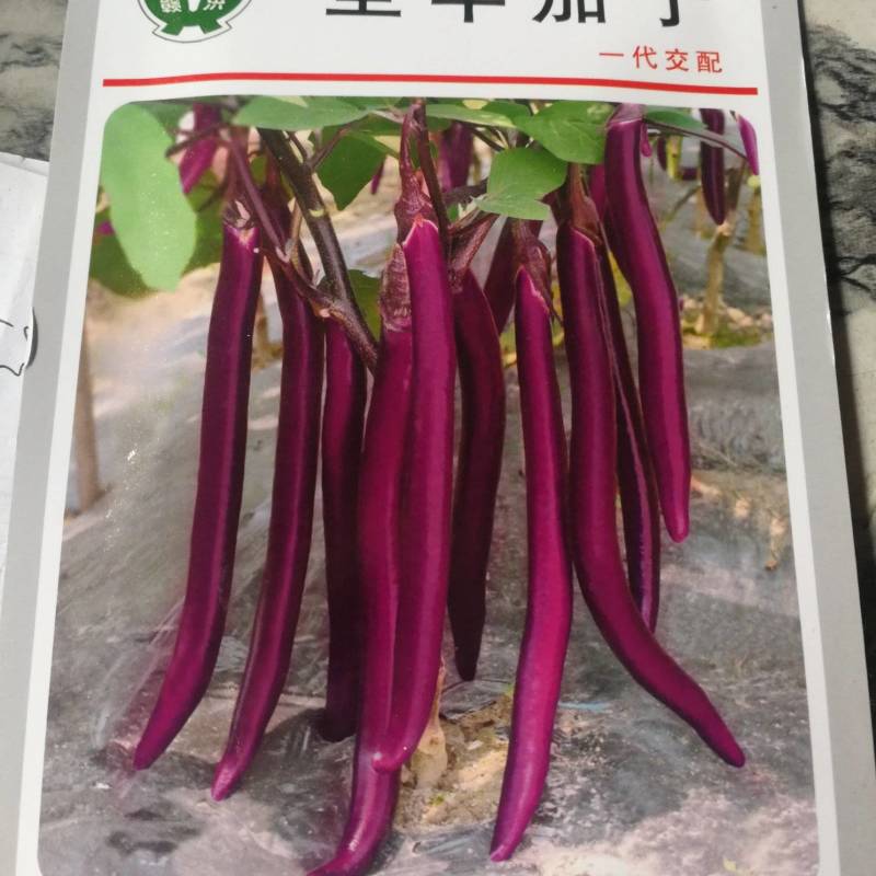 圣丰茄子一代交配早熟耐寒有光泽肉质糥口感好品质佳。
