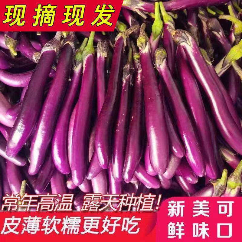 圣丰茄子一代交配早熟耐寒有光泽肉质糥口感好品质佳。