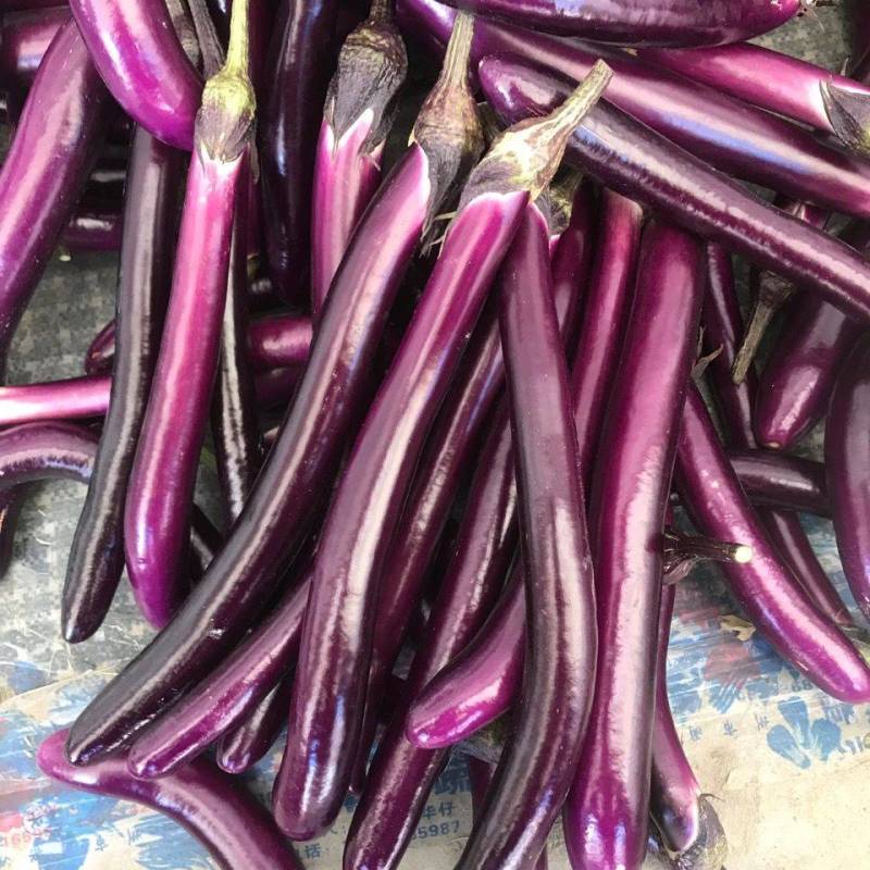 圣丰茄子一代交配早熟耐寒有光泽肉质糥口感好品质佳。