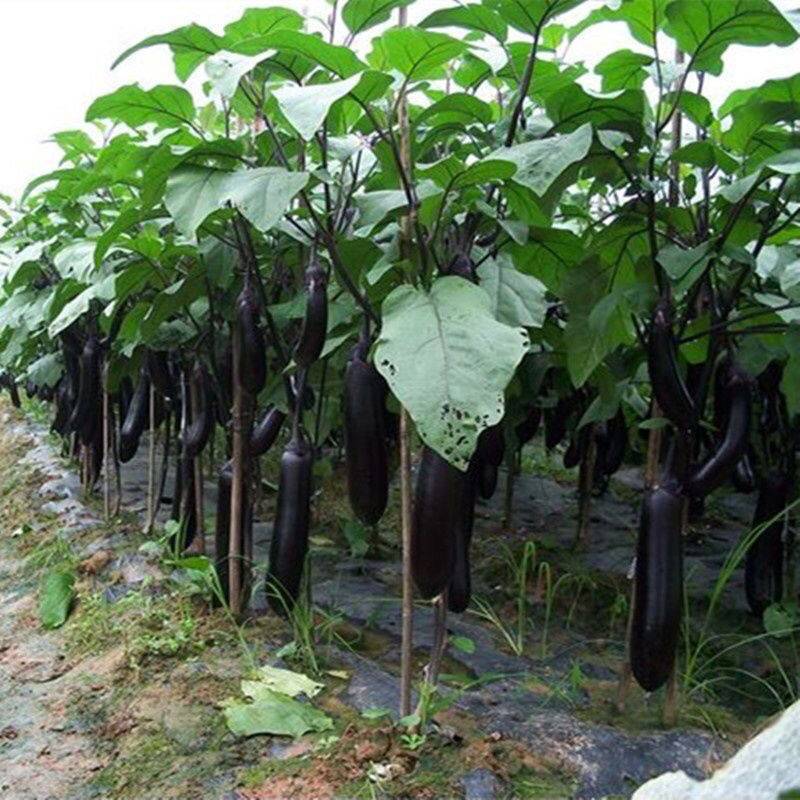 美茄六号长茄子，果皮紫黑色光泽强皮簿籽少果肉青白色肉柔嫩