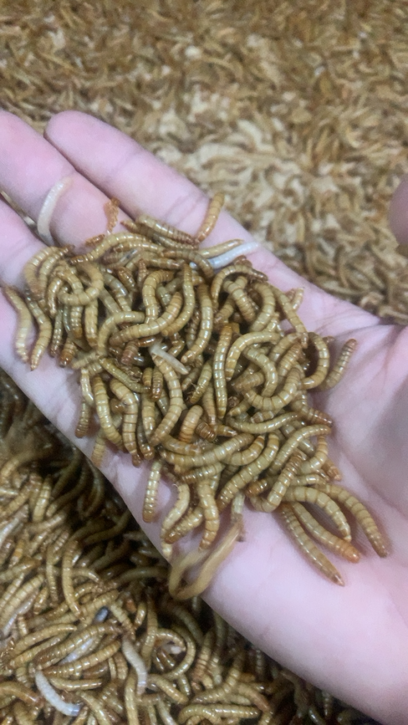 常年出售各虫龄优质黄粉虫（开口虫、幼虫、成虫）优质黄粉虫