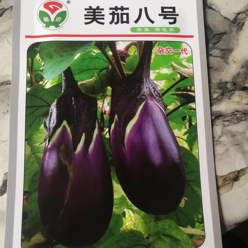 美茄八号早熟一代杂交种果实为椭圆形紫红包荷包茄果挂果多。