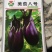 美茄八号早熟一代杂交种果实为椭圆形紫红包荷包茄果挂果多。