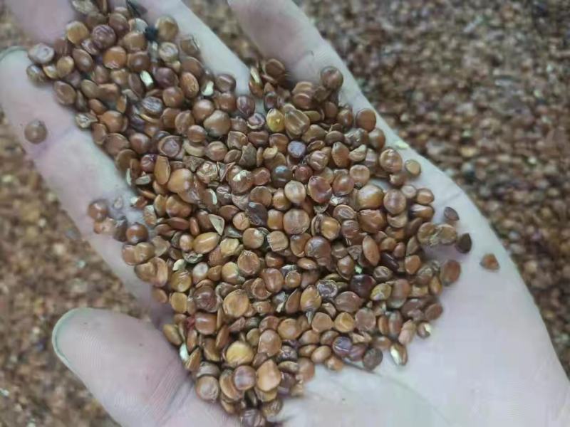 酸枣仁中药材生酸枣仁熟酸枣仁炒酸枣仁酸枣仁