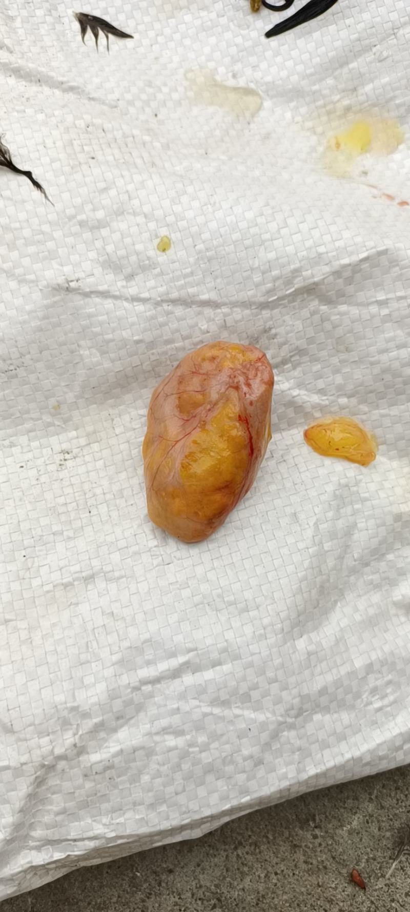 鸡宝一个