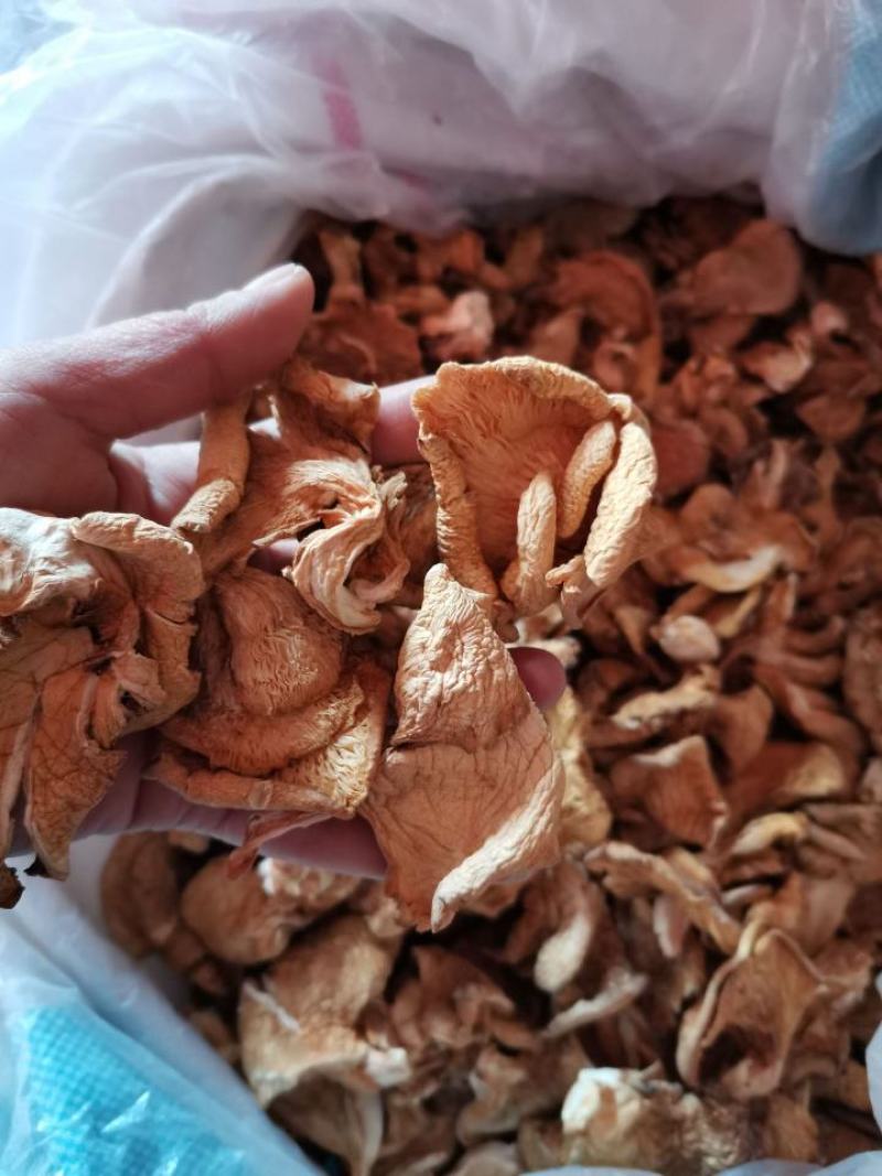 东北榛蘑蘑菇干菌类蘑菇干元蘑干嘎嘎香