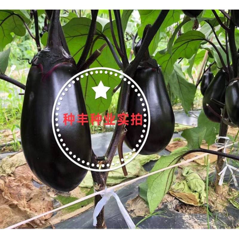 善茄荷包二号茄子种子早熟紫黑油亮灯泡型荷包