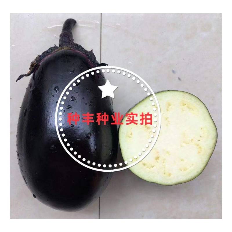 善茄荷包二号茄子种子早熟紫黑油亮灯泡型荷包