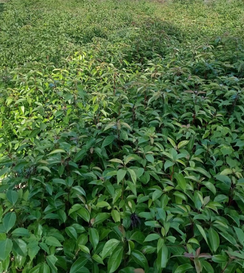 大叶樟树苗